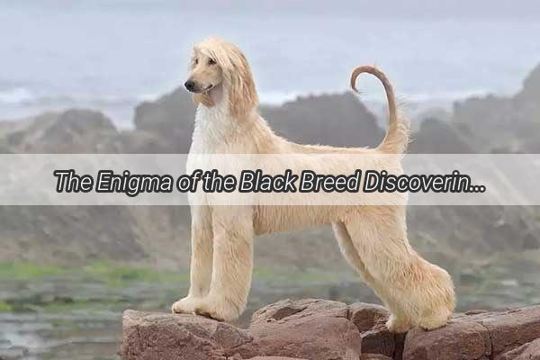 The Enigma of the Black Breed Discovering the Mystique of the Dark Canine Kingdom